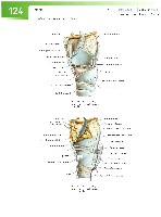 Sobotta Atlas of Human Anatomy  Head,Neck,Upper Limb Volume1 2006, page 131